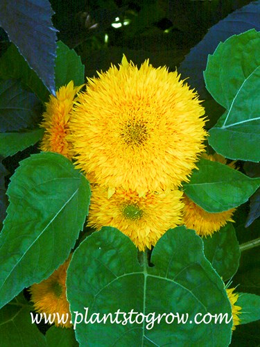 Teddy Bear Sunflower (Helianthus annuus)